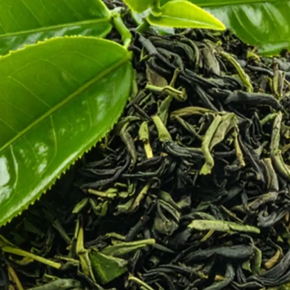 Fresh green tea leaves and processed leaf