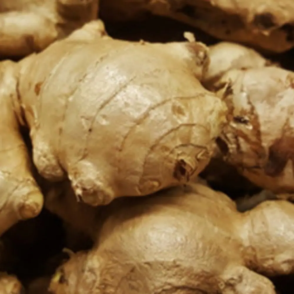 Fresh Karbi Anglong ginger rhizomes