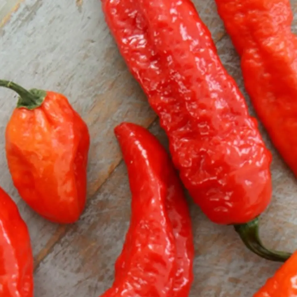 Fresh King Chilli (Bhut Jolokia) pods on a wooden board