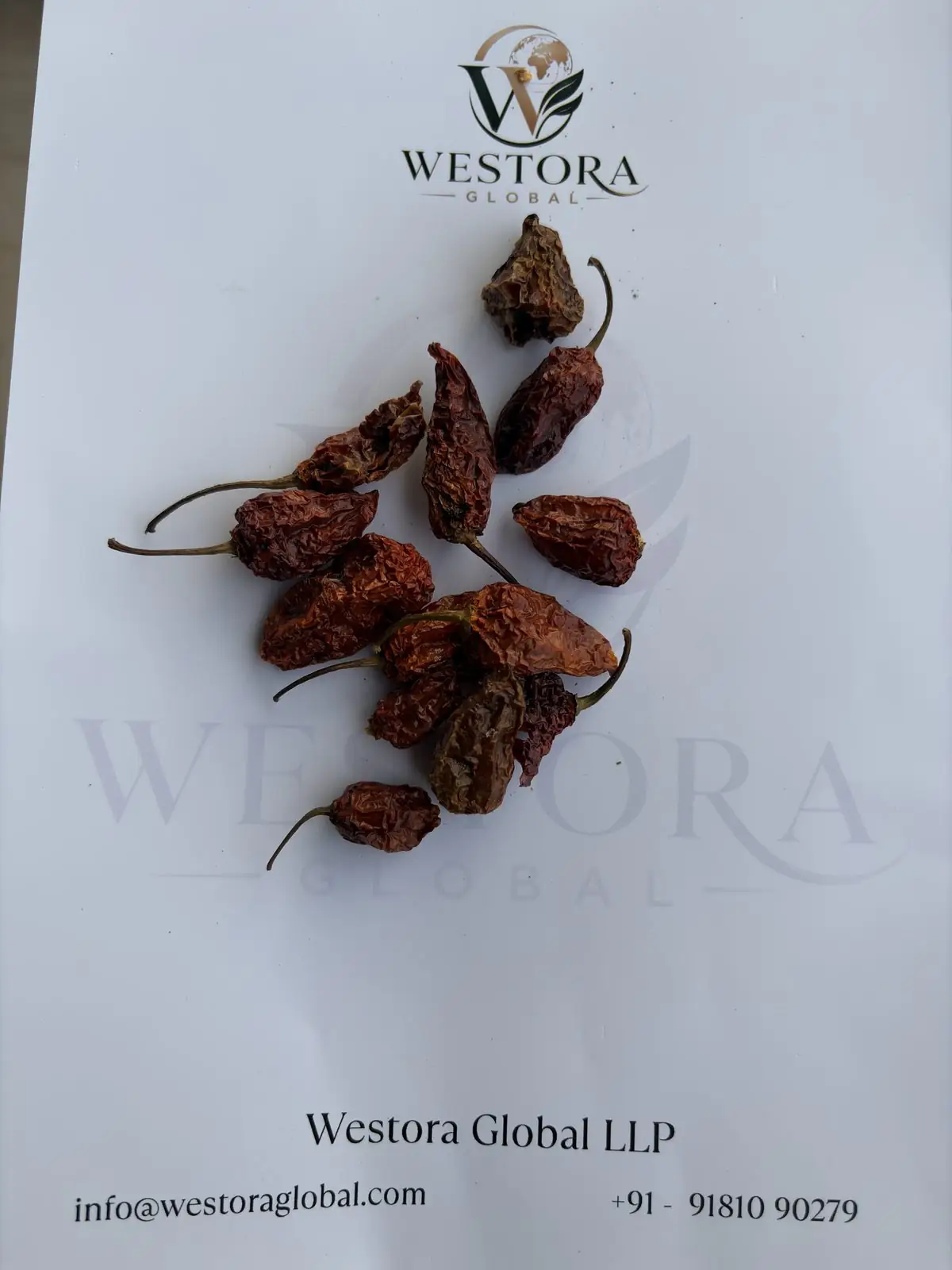 Dried wrinkled King Chilli (ghost pepper) pods from Nagaland on a Westora Global sample sheet