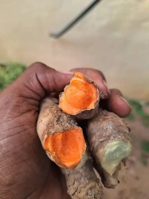 新鲜切开的拉卡东姜黄 — 深橙色果肉 — Hand holding freshly harvested Lakadong turmeric rhizomes broken open to show deep orange, high-curcumin flesh