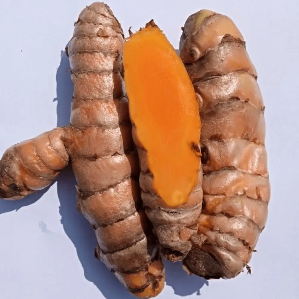 拉卡东姜黄根茎 — 完整与切开 — Whole and split fresh Lakadong turmeric fingers from the Jaintia Hills, Meghalaya