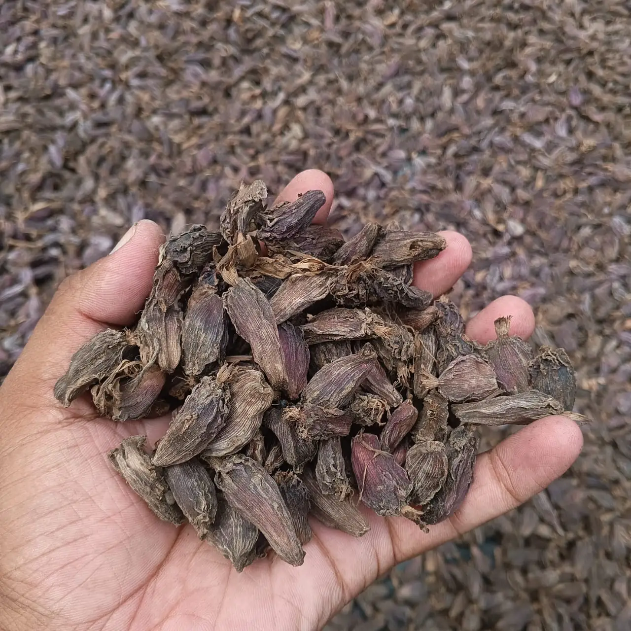 Handful of dried large (black) cardamom pods, Amomum subulatum, from Northeast India, held over a bulk lot